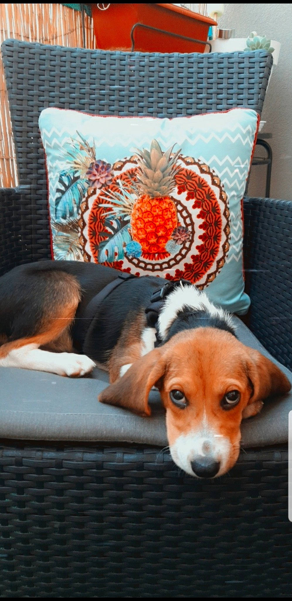 Roxy a rejoint le concours — aidez-le/la à gagner de superbes lots ! carnivore, comfort, companion_dog, couch, dog, dog_breed, fawn, fur, furniture, hound, linens, liver, pillow, rectangle, scent_hound, sporting_group, throw_pillow, whiskers, wood, working_animal