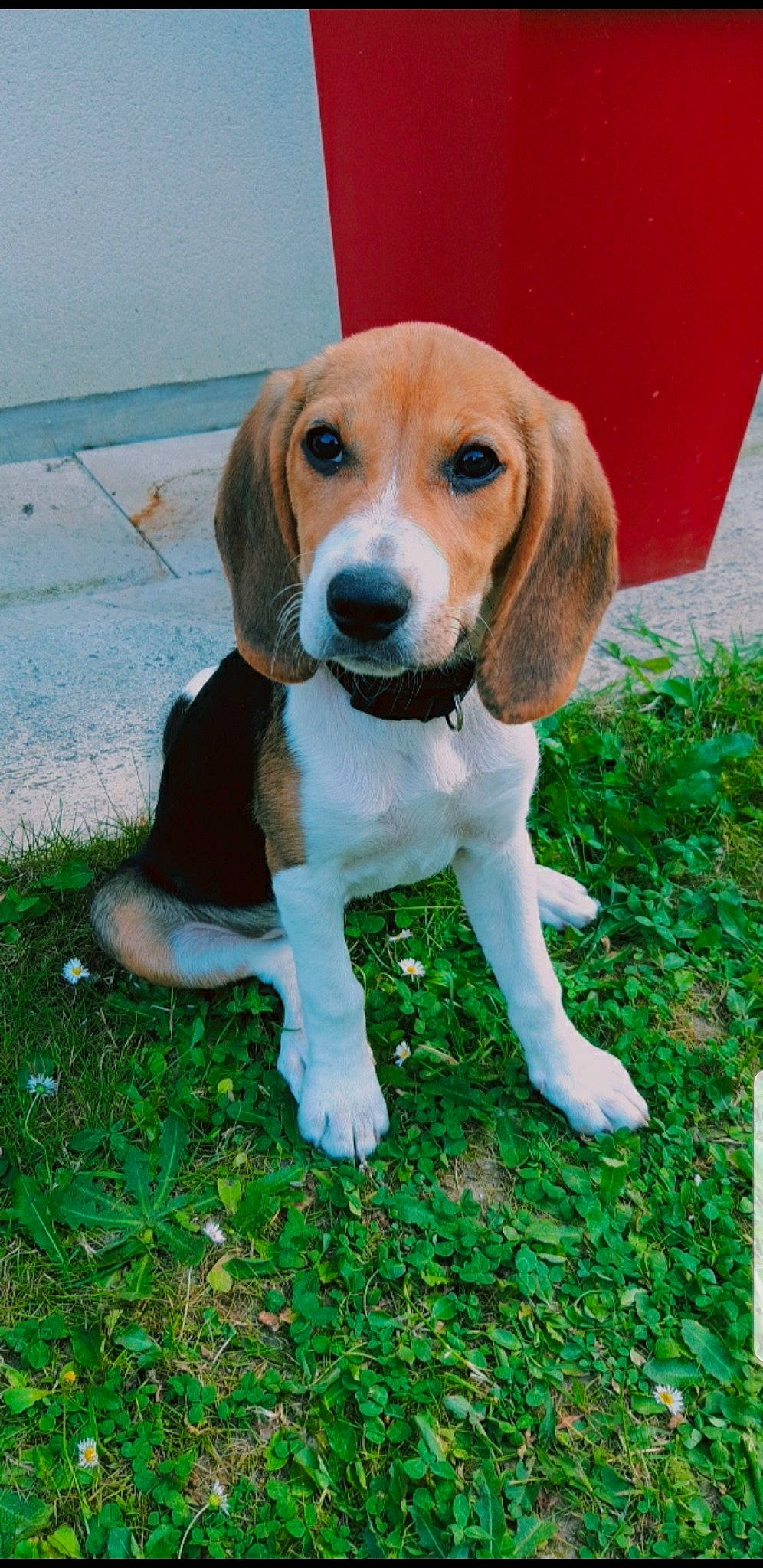 Roxy a rejoint le concours — aidez-le/la à gagner de superbes lots ! canidae, carnivore, companion_dog, dog, dog_breed, dog_supply, fawn, grass, hound, hubcap, hunting_dog, liver, snout, sporting_group, terrestrial_animal, toy, working_animal