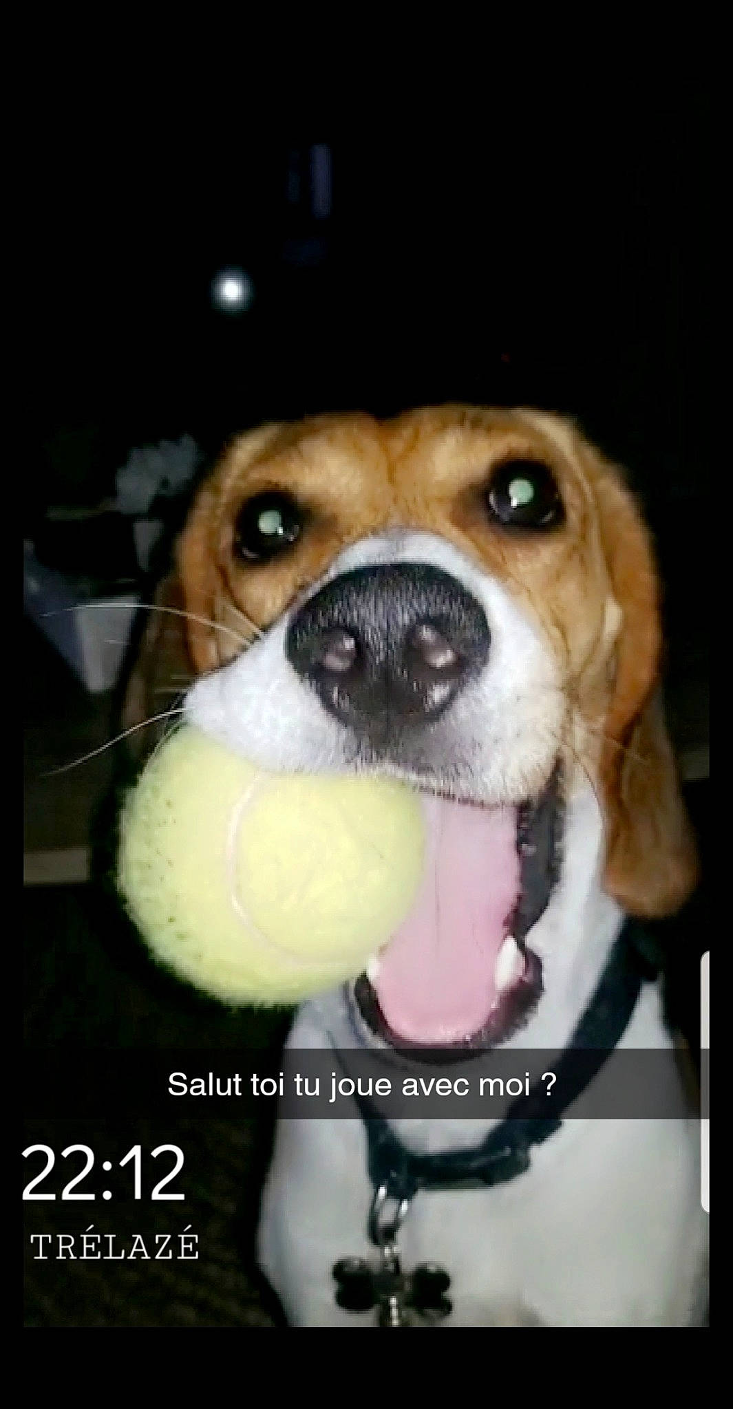 Roxy a rejoint le concours — aidez-le/la à gagner de superbes lots ! ancient_dog_breeds, canidae, carnivore, collar, companion_dog, dog, dog_breed, fawn, fur, photo_caption, puppy, puppy_love, snout, sporting_group, stuffed_toy, toy, toy_dog, whiskers, working_animal, working_dog