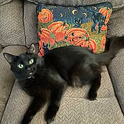Binx joined the competition — help win amazing prizes! black_cat, cat, couch, pillow, halloween, jack_o_lantern, black_cat_pillow, indoor, pet, feline, fur, wide_eyes, curious, relaxed, home, decor, orange, green, texture, cozy