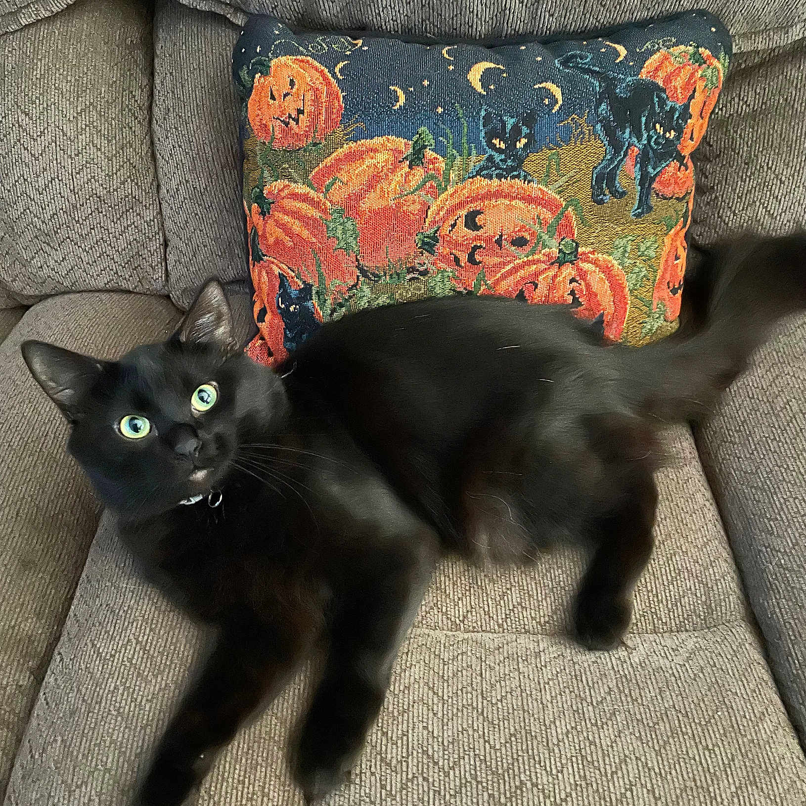 Binx joined the competition — help win amazing prizes! black_cat, black_cat_pillow, cat, couch, cozy, curious, decor, feline, fur, green, halloween, home, indoor, jack_o_lantern, orange, pet, pillow, relaxed, texture, wide_eyes
