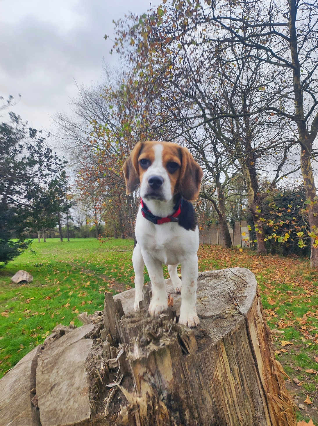 Roxy a rejoint le concours — aidez-le/la à gagner de superbes lots ! beagle, dog, puppy, tree_stump, park, autumn, fallen_leaves, trees, grass, collar, outdoor, nature, canine, pet, young_dog, animal, overcast, curious, close_up, mammal