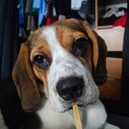 Roxy a rejoint le concours — aidez-le/la à gagner de superbes lots ! dog, beagle, pet, close_up, indoor, animal, cute, face, nose, ears, fur, brown, white, black, stick, looking, sitting, background, clothes, shelf