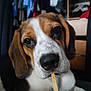 dog, beagle, pet, close_up, indoor, animal, cute, face, nose, ears, fur, brown, white, black, stick, looking, sitting, background, clothes, shelf