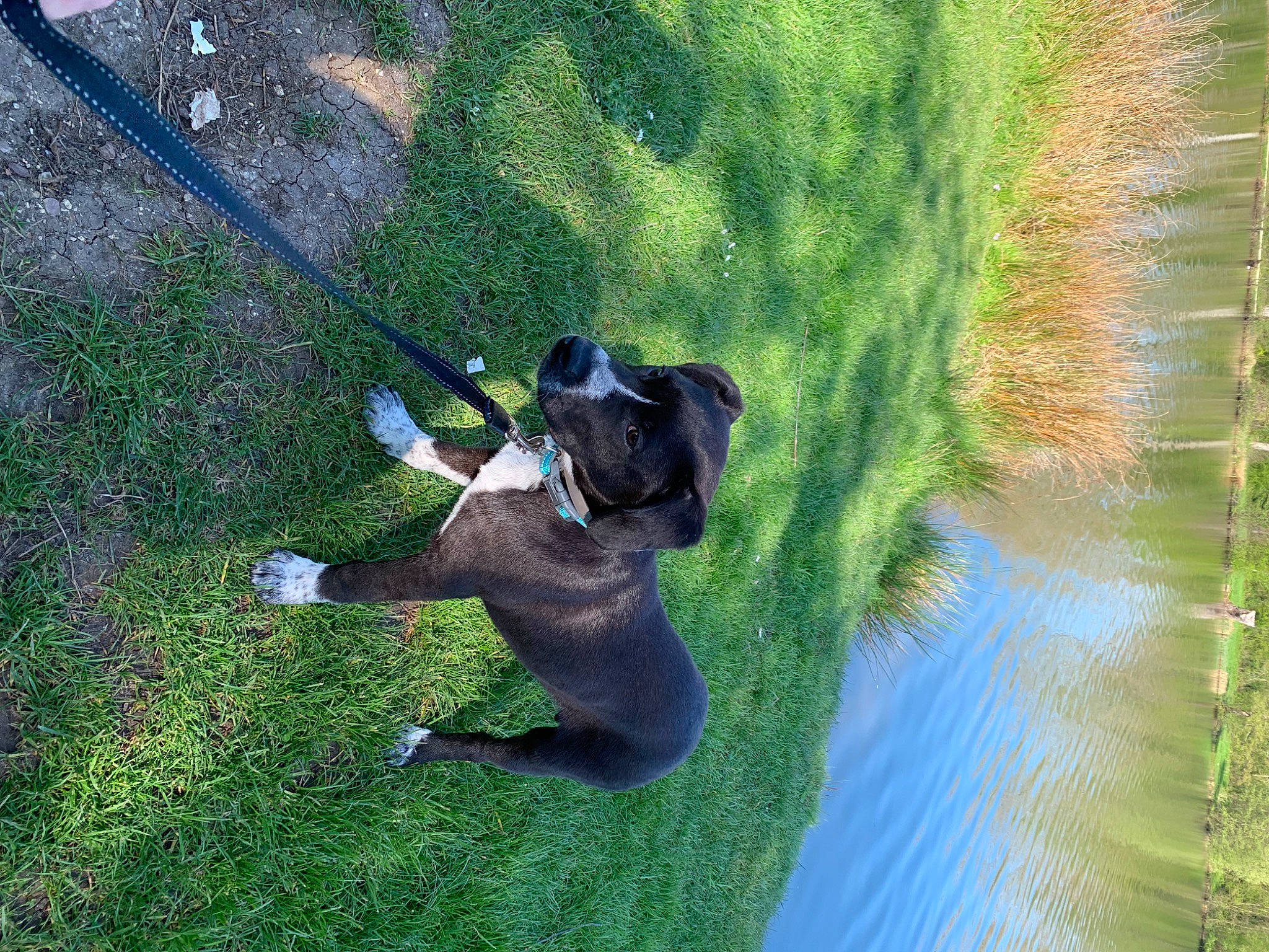 Calvin a rejoint le concours — aidez-le/la à gagner de superbes lots ! canidae, carnivore, companion_dog, dog, dog_breed, grass, grass_family, grassland, lawn, leisure, people_in_nature, plant, recreation, shadow, shrub, sporting_group, tail, tree, water, working_animal