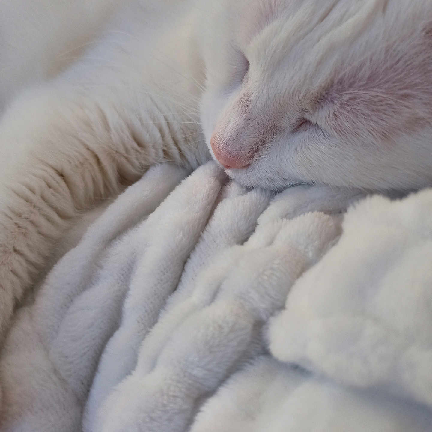 Moustache participe au concours pour gagner de l'argent avec cette photo : abyssinian, angora, animal, blanket, cat, clothing, couch, fur, furniture, kitten, manx, person, pet, quilt, rabbit, siamese, sleeping, white, wool