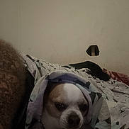 Myro a rejoint le concours — aidez-le/la à gagner de superbes lots ! dog, blanket, bed, sleeping, resting, indoor, cozy, cute, pet, animal, fur, canine, cover, relaxing, house, wall, hole, two_dogs, snuggled, comfort