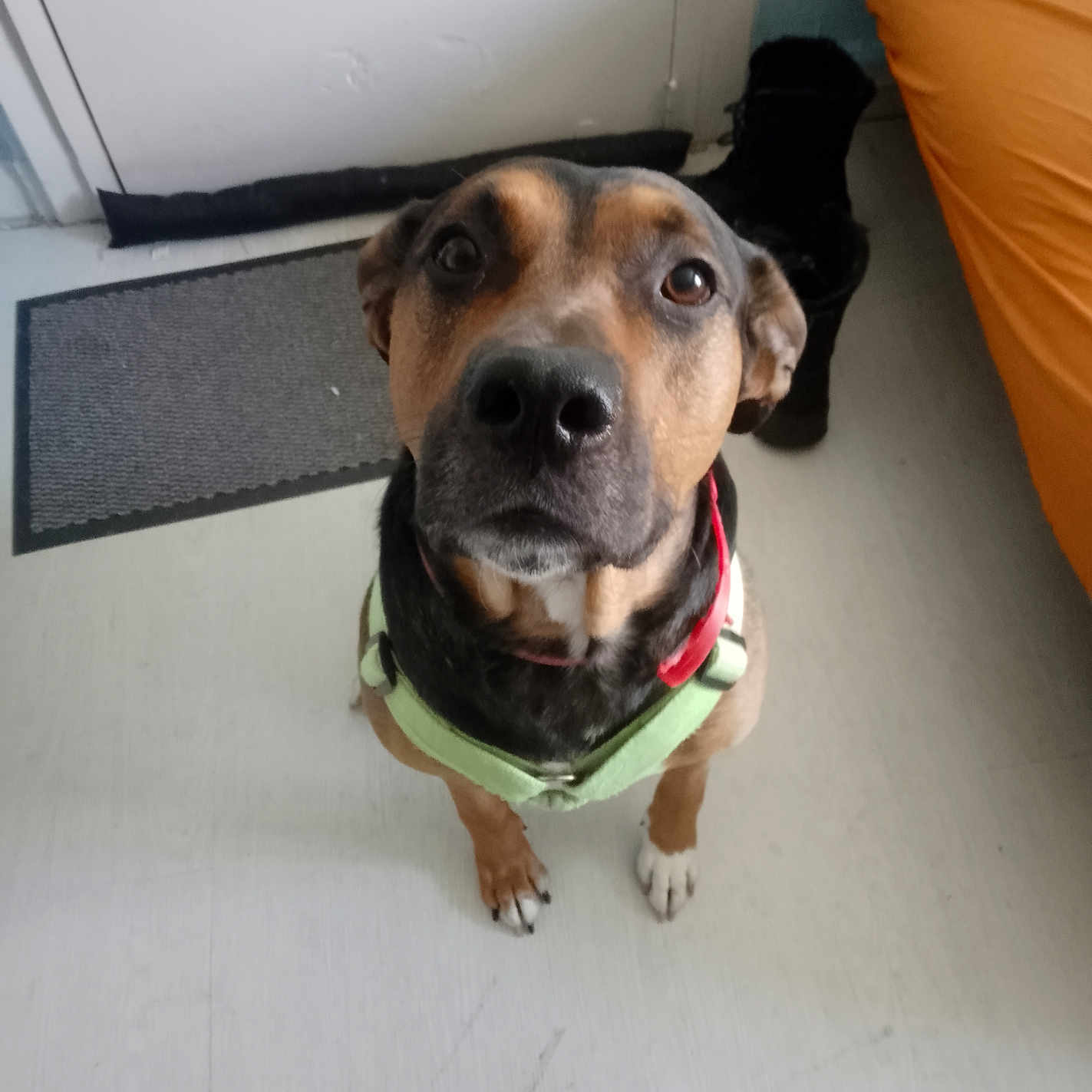 Tyson participe au concours pour gagner de l'argent avec cette photo : animal, black_boot, brown_dog, canine, close_up, curious, dog, domestic, door, ears, floor, front_view, furniture, harness, indoor, light_floor, looking_up, orange_couch, pet, whiskers