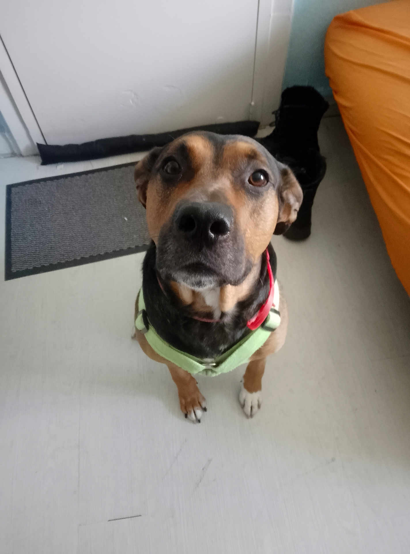 Tyson participe au concours pour gagner de l'argent avec cette photo : dog, indoor, brown_dog, harness, floor, door, curious, pet, canine, looking_up, animal, domestic, furniture, orange_couch, black_boot, light_floor, close_up, front_view, ears, whiskers