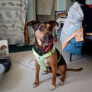 Tyson a rejoint le concours — aidez-le/la à gagner de superbes lots ! dog, indoor, pet, harness, brown, black, sitting, floor, clothes, curtain, home, animal, canine, looking_away, domestic, furniture, coat, blanket, tail, ears