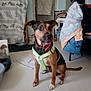 dog, indoor, pet, harness, brown, black, sitting, floor, clothes, curtain, home, animal, canine, looking_away, domestic, furniture, coat, blanket, tail, ears