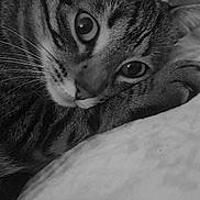Kiki a rejoint le concours — aidez-le/la à gagner de superbes lots ! animal, black_and_white, blanket, cat, close_up, cozy, curious, eyes, face, feline, fur, indoor, mammal, pet, portrait, resting, sleepy, soft, tabby, whiskers