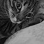 animal, black_and_white, blanket, cat, close_up, cozy, curious, eyes, face, feline, fur, indoor, mammal, pet, portrait, resting, sleepy, soft, tabby, whiskers