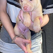 Simba is registered to the contest to win money with this photo: puppy, dog, person, hand, indoor, casual_clothing, jewelry, ring, bracelet, striped_shirt, pants, light_fur, pet, animal, cute, young_dog, holding, face, paw, blur
