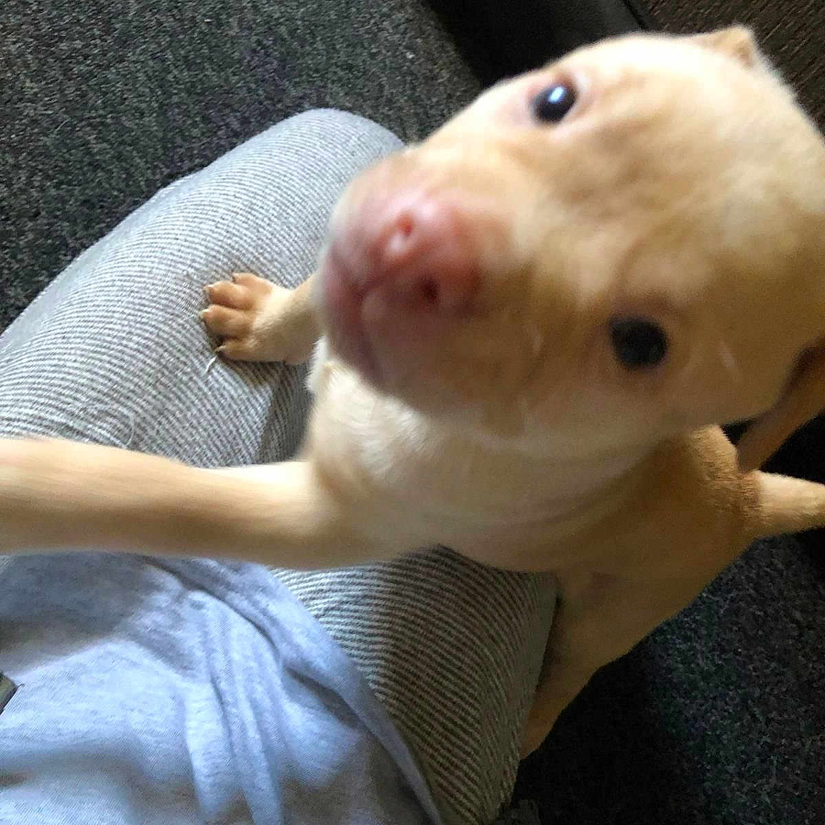 Simba is registered to the contest to win money with this photo: animal, blurry, canine, carpet, close_up, clothing, companion, cute, dog, furry, indoor, lap, light_colored, pants, person, pet, playful, puppy, shirt, young