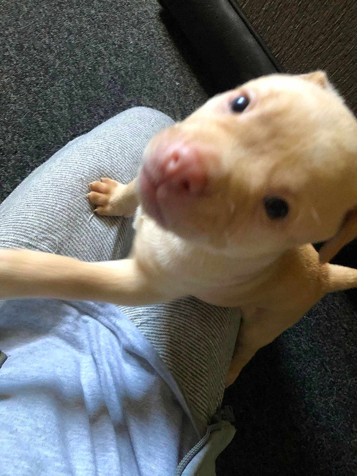 Simba