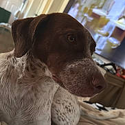 Rebel is registered to the contest to win money with this photo: dog, brown, white, spotted, bed, indoor, pet, canine, furniture, television, poster, door, relaxed, closeup, animal, cute, companion, domestic, resting, cozy