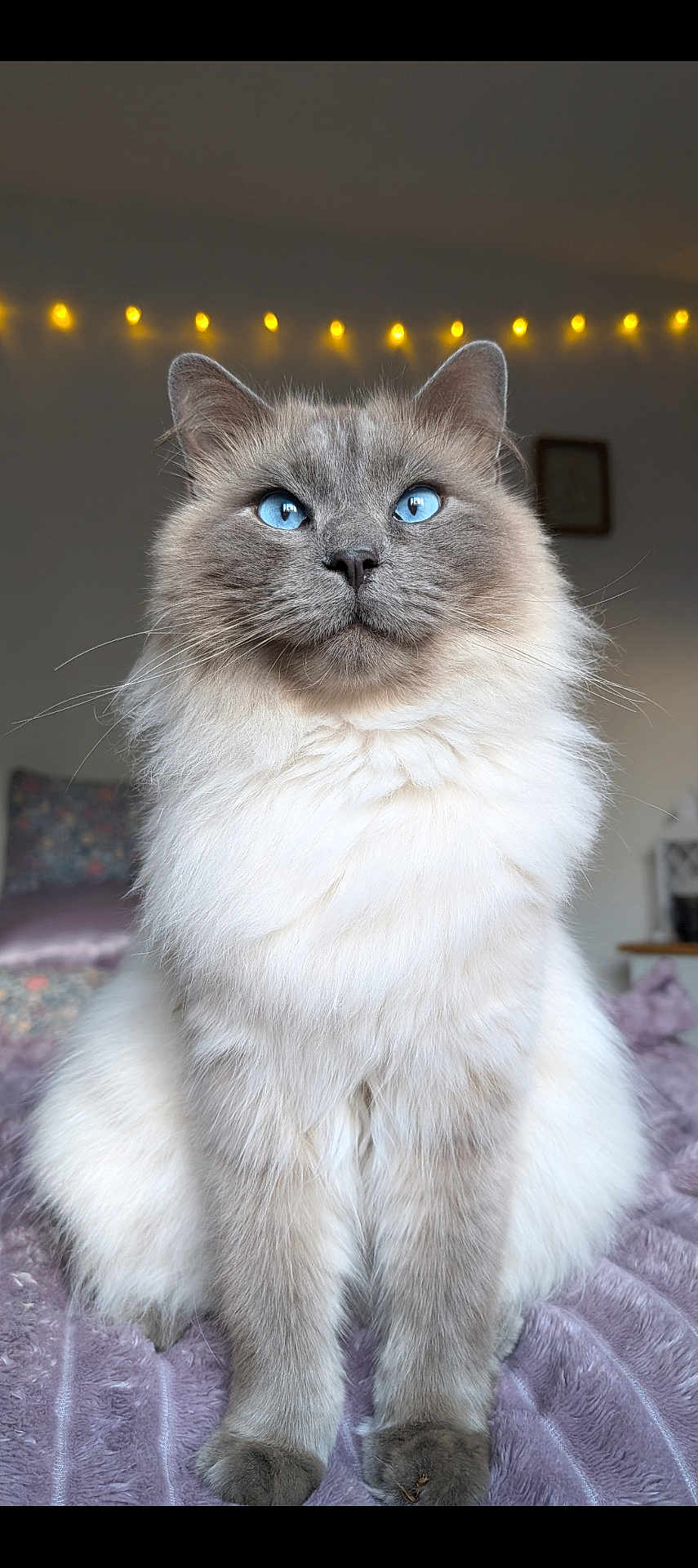 Pepper is registered to the contest to win money with this photo: cat, blue_eyes, fluffy, sitting, indoor, blanket, purple, fairy_lights, soft_light, pet, feline, closeup, portrait, whiskers, cute, domestic_animal, cozy, fur, relaxed, animal