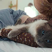 Pepper is registered to the contest to win money with this photo: cat, blue_eyes, fluffy, pet, snuggling, person, arm, bed, blanket, pillow, indoor, relaxed, cozy, closeup, fur, resting, comfort, sleepy, soft, animal