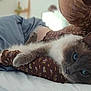 cat, blue_eyes, fluffy, pet, snuggling, person, arm, bed, blanket, pillow, indoor, relaxed, cozy, closeup, fur, resting, comfort, sleepy, soft, animal