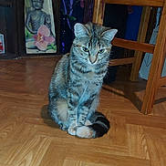 Loulou a rejoint le concours — aidez-le/la à gagner de superbes lots ! cat, tabby, indoor, wooden_floor, parquet, furniture, chair, painting, buddha, animal, pet, tail, sitting, curious, domestic, fur, ears, whiskers, floor, home