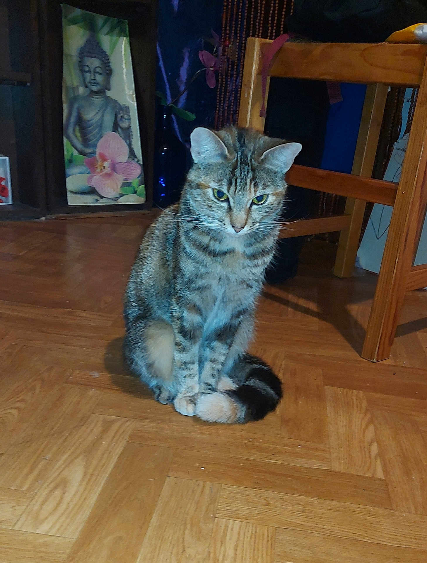 Loulou a rejoint le concours — aidez-le/la à gagner de superbes lots ! cat, tabby, indoor, wooden_floor, parquet, furniture, chair, painting, buddha, animal, pet, tail, sitting, curious, domestic, fur, ears, whiskers, floor, home