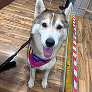 Yuki is registered to the contest to win money with this photo: animal, bandana, barrier, canine, closeup, colorful, dog, ears, face, flooring, friendly, fur, husky, indoor, leash, obedient, pet, smiling, tongue_out, wooden_floor