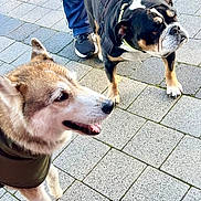 Yuki is registered to the contest to win money with this photo: dog, husky, bulldog, pavement, sidewalk, outdoor, pet, canine, animal, walking, leash, person, footwear, curious, happy, fur, snout, ears, pavement_tiles, daytime