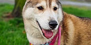 Yuki is registered to the contest to win money with this photo: bandana, bokeh, brown_white_fur, canine, close_up, dog, ears, fur, grass, husky, leash, outdoor, park, pet, pink_bandana, pink_leash, portrait, smiling, tongue_out, tree