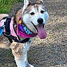 Yuki joined the competition — help win amazing prizes! dog, husky, canine, pet, animal, outdoor, nature, grass, path, tongue_out, happy, leash, harness, bandana, fur, muzzle, ears, walking, sunlight, daytime