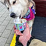 Yuki joined the competition — help win amazing prizes! bandana, bench, close_up, cup, dog, dog_face, human_hand, husky, ice_cream, jacket, leash, licking, melting, nails, outdoors, pavement, pet, tongue, treat, wristwatch