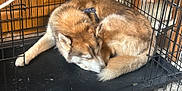 Yuki is registered to the contest to win money with this photo: animal, brown_fur, cage, canine, crate, dog, domestic, floor, fur, fur_shedding, indoor, paw, pet, quiet, relaxed, resting, sleeping, tail, white_fur, wooden_cabinet