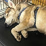 Yuki is registered to the contest to win money with this photo: animal, black_mat, cage, canine, closeup, cozy, crate, dog, domestic, fur, harness, husky, indoors, paw, peaceful, pet, quiet, relaxation, resting, sleeping