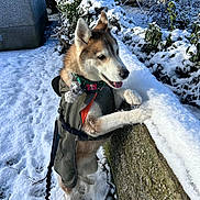 Yuki joined the competition — help win amazing prizes! animal, coat, cold_weather, daylight, dog, fur, garden, happy, husky, leash, nature, outdoor, pet, plants, playful, scarf, snow, stone_wall, sunlight, winter