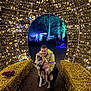 Yuki is registered to the contest to win money with this photo: bench, celebration, dog, event, festive, glowing, golden, happy, hugging, husky, lights, man, night, outdoor, pathway, people, sparkling, trees, tunnel, yellow_jacket