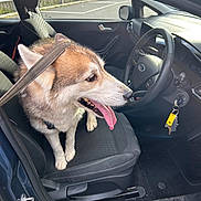 Yuki joined the competition — help win amazing prizes! dog, car, seat, leash, tongue, interior, vehicle, steering_wheel, keys, window, parking_lot, door, happy, pet, canine, fur, dashboard, seatbelt, side_mirror, floor_mat