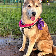 Yuki is registered to the contest to win money with this photo: bandana, canine, companion, cute, dog, ears, fence, fur, grass, harness, husky, muddy_paws, outdoor, park, pet, portrait, purple_bow, siberian_husky, sitting, tongue_out