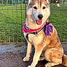 Yuki is registered to the contest to win money with this photo: bandana, canine, companion, cute, dog, ears, fence, fur, grass, harness, husky, muddy_paws, outdoor, park, pet, portrait, purple_bow, siberian_husky, sitting, tongue_out
