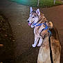 Yuki is registered to the contest to win money with this photo: animal, blue, canine, collar, dog, evening, festive, grass, happy, husky, leash, lights, nature, night, outdoor, panting, park, path, people, walking