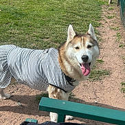 Yuki is registered to the contest to win money with this photo: dog, husky, striped_shirt, grass, dirt_path, outdoor, pet, tongue_out, bench, sunny, park, canine, fence, happy, animal, walking, daylight, nature, portrait, pet_clothing