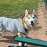 dog, husky, striped_shirt, grass, dirt_path, outdoor, pet, tongue_out, bench, sunny, park, canine, fence, happy, animal, walking, daylight, nature, portrait, pet_clothing