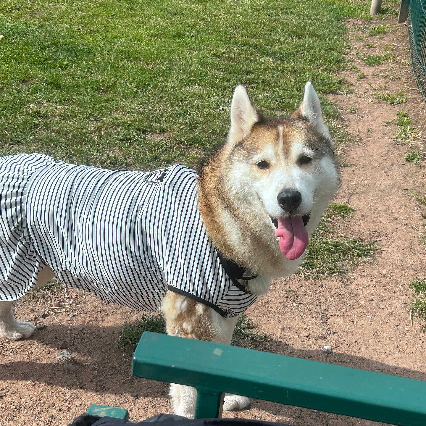 Yuki is registered to the contest to win money with this photo: dog, husky, striped_shirt, grass, dirt_path, outdoor, pet, tongue_out, bench, sunny, park, canine, fence, happy, animal, walking, daylight, nature, portrait, pet_clothing