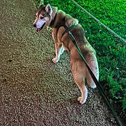 Yuki joined the competition — help win amazing prizes! animal, canine, collar, dog, evening, exercise, fur, grass, green_light, happy, husky, leash, nature, night, outdoor, park, path, pet, tongue_out, walking