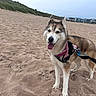 Yuki joined the competition — help win amazing prizes! animal, beach, buildings, canine, cute, daytime, dog, friendly, grass, harness, husky, leash, nature, outdoor, pet, sand, sky, summer, tongue_out, walking