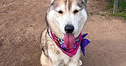 Yuki joined the competition — help win amazing prizes! animal, bandana, bench, canine, collar, cute, daylight, dirt, dog, ears, fence, fur, grass, happy, husky, outdoor, pet, playful, sitting, tongue_out
