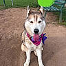 Yuki joined the competition — help win amazing prizes! animal, bandana, bench, canine, collar, cute, daylight, dirt, dog, ears, fence, fur, grass, happy, husky, outdoor, pet, playful, sitting, tongue_out