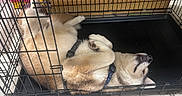 Yuki is registered to the contest to win money with this photo: cage, collar, crate, cute, dog, fur, indoor, lying_on_back, metal_bars, muzzle, nose, paws, pet, relaxed, resting, sleeping_dog, tile_floor, tray, whiskers, wooden_cabinet