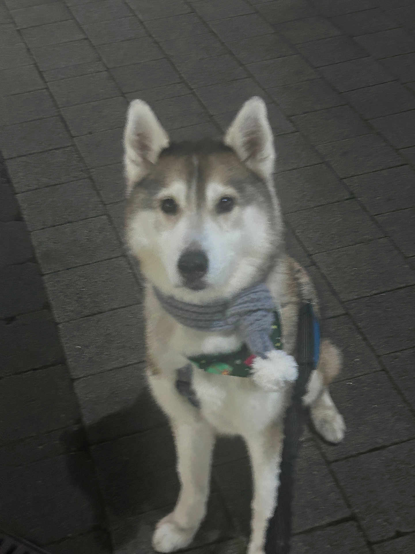 Yuki joined the competition — help win amazing prizes! animal, canine, cold, companion, dog, ears, eyes, fur, husky, leash, muzzle, night, outdoor, pavement, pet, scarf, sidewalk, sitting, walk, winter