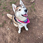 Yuki is registered to the contest to win money with this photo: animal, bandana, canine, collar, cute, dirt, dog, ears, fur, grass, happy, husky, looking_up, mammal, outdoor, pet, playful, sit, tail, tongue