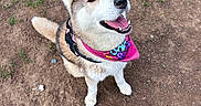 Yuki is registered to the contest to win money with this photo: animal, bandana, canine, collar, cute, dirt, dog, ears, fur, grass, happy, husky, looking_up, mammal, outdoor, pet, playful, sit, tail, tongue
